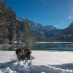 Hund im Schnee - Jägersee Kleinarl